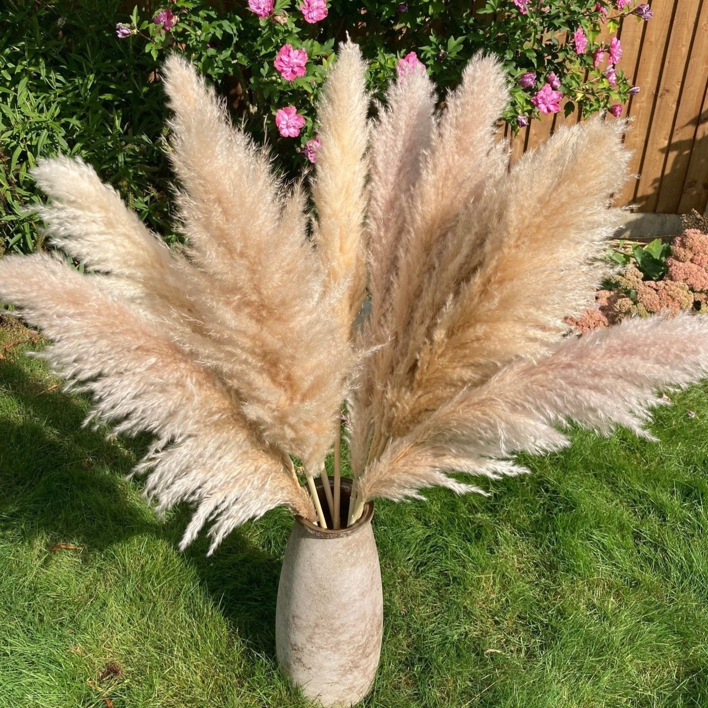 Beige XL Pampas Grass 115cm - Price Per Stem - Extra Fluffy! - Norfolk Pampas