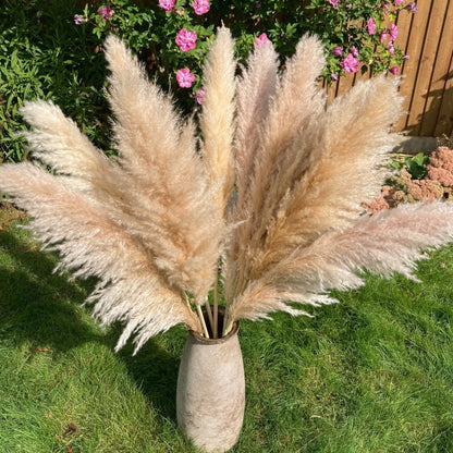 Beige XL Pampas Grass 115cm - Price Per Stem - Extra Fluffy! - Norfolk Pampas